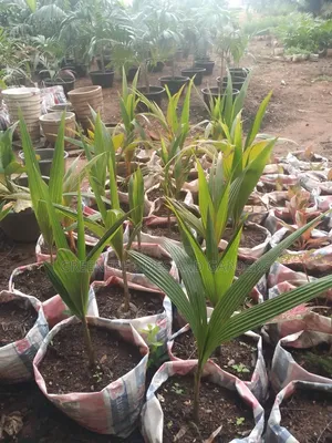 Coconut Seedlings