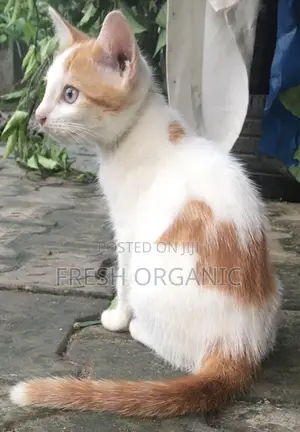 3-6 months Female Purebred American Shorthair
