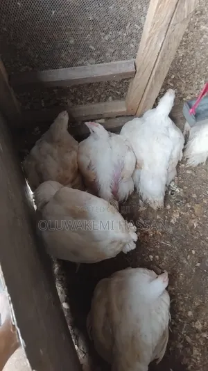 Royal Farm