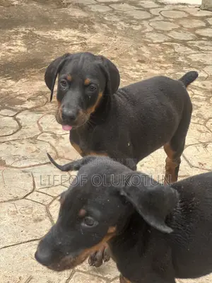 1-3 months Female Purebred Doberman Pinscher