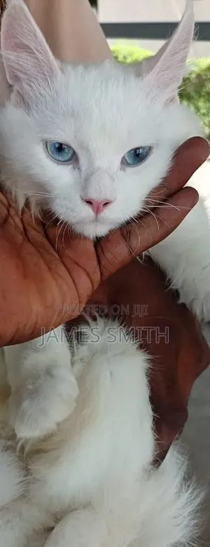 6-12 months Male Purebred Persian