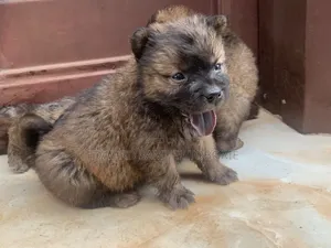 1-3 months Female Purebred Chow Chow