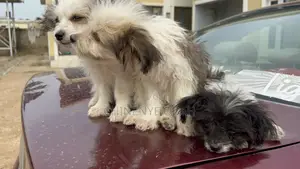 3-6 months Male Mixed Breed Lhasa Apso