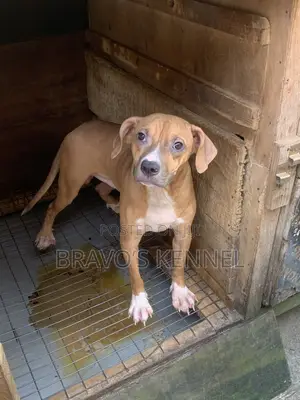 6-12 months Male Purebred American Pit Bull Terrier