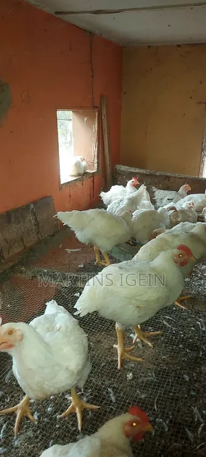 Matured Broiler Chicken for Sale