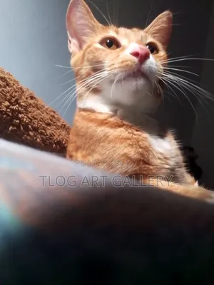 6-12 months Male Purebred Turkish Van
