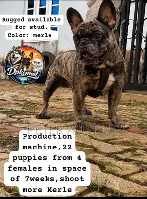 1+ year Male Purebred French Bulldog