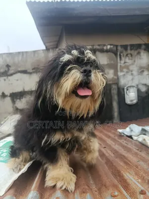 6-12 months Male Purebred Lhasa Apso