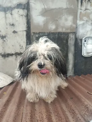 6-12 months Male Purebred Shih Tzu