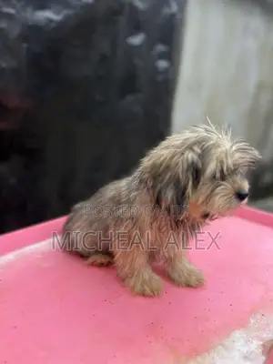 1-3 months Male Purebred Lhasa Apso