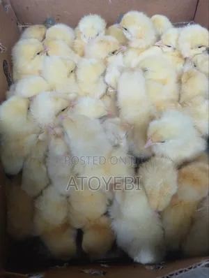 Layer's Breeders for Sale