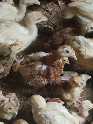 5 Weeks Layer for Sale