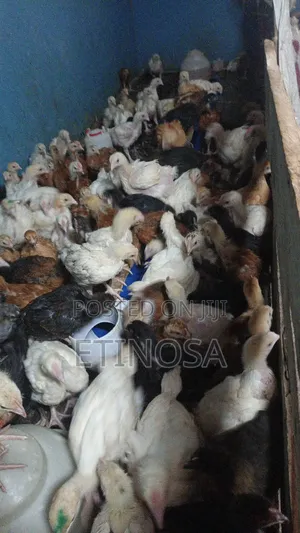 4weeks Birds