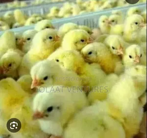 Day Old Turkey and Broilers