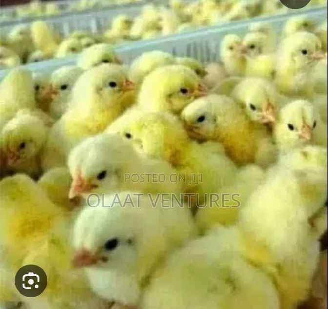 Day Old Turkey and Broilers