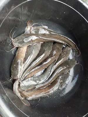 Premium Cat Fish