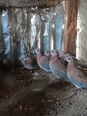 Dove Birds