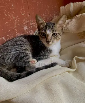 1-3 months Male Mixed Breed Tabby
