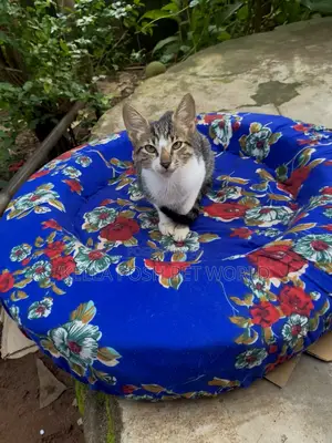 1-3 months Male Mixed Breed Tabby