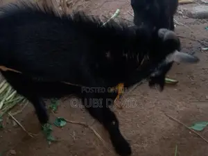 Matured Healthy African Dwarf Goat