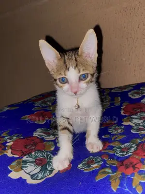 1-3 months Male Mixed Breed Tabby