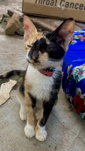 1-3 months Female Purebred American Shorthair