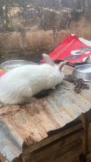 Rabbit for Sell