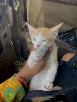 1-3 months Male Purebred American Shorthair