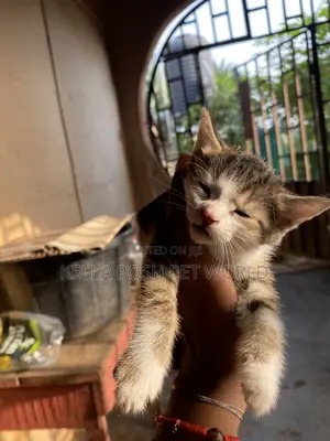 0-1 month Female Purebred Tabby