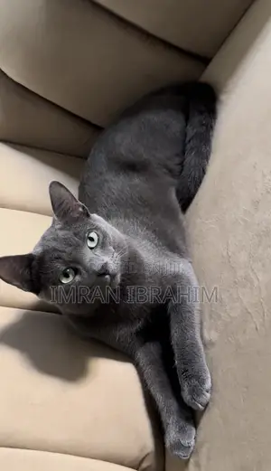 6-12 months Male Mixed Breed Russian Blue