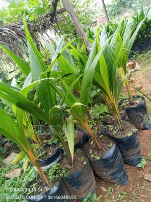 Dwarf Coconut Seedlings