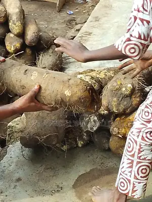 Fresh Yam and White Gari