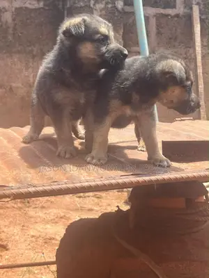 1-3 months Male Purebred German Shepherd