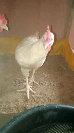 Broiler Noiler Chicken