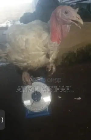 Foreign Turkey for Sale