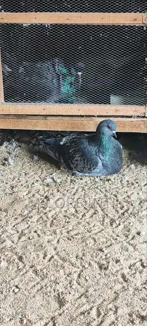 Mondain Pigeon