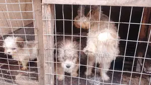 0-1 month Female Mixed Breed Maltese