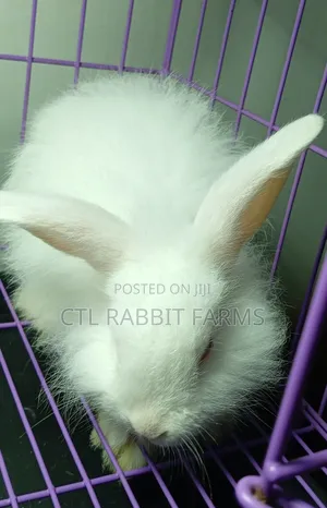 CTL Rabbit Farms