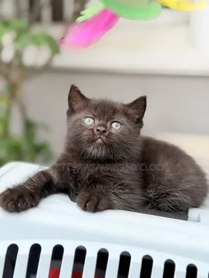 1-3 months Male Purebred British Shorthair