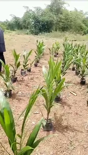 Farm, Earn Without Lifting a Finger