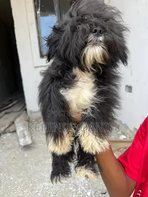 1-3 months Male Purebred Lhasa Apso