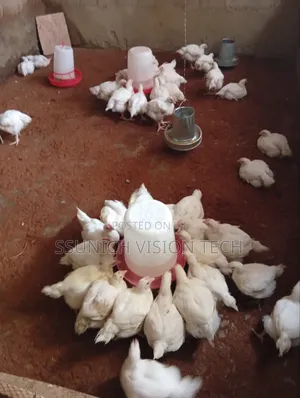 / Poultry Farm