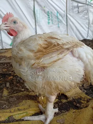 Healthy Live Chicken