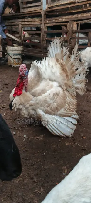 Local Turkey