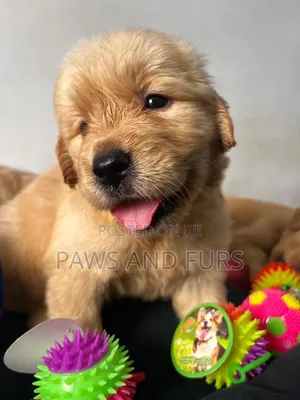 1-3 months Male Purebred Golden Retriever
