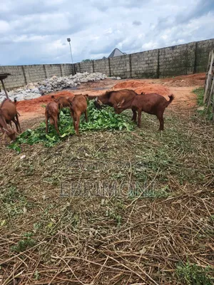 Goats for Sale