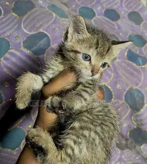 0-1 month Female Mixed Breed Tabby