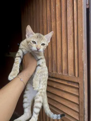 1-3 months Male Purebred Tabby