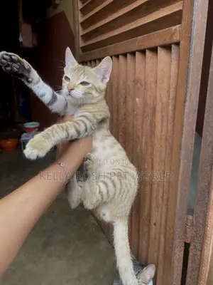 1-3 months Male Purebred Tabby
