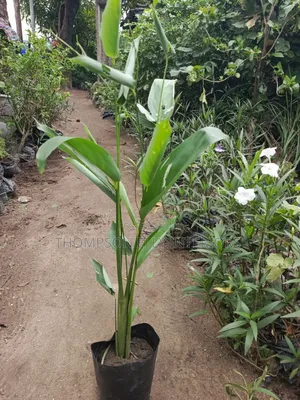 False Bird of Paradise